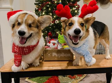 Instagram post by @thesplootersinvancouver for PupBox. Caption reads: #ad @pupbox ATTENTION FUR FRANDS!!! Just in time....