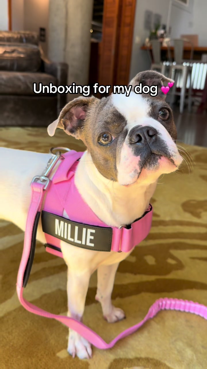 TikTok post by @haleygracebro for Dog Friendly Co. Caption reads: Now no one will forget her name, not that they....