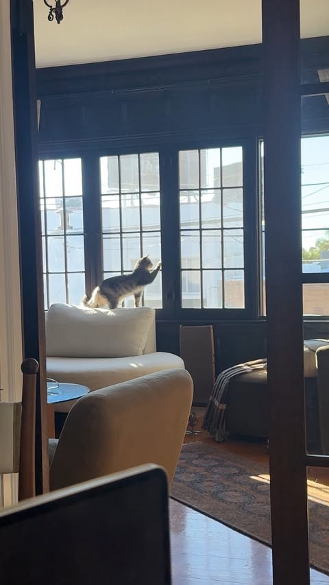 Instagram post by @paquito_thecat_official for Fancy Feast. Caption reads: [...] by the daily moments of care. #ad Fancy....