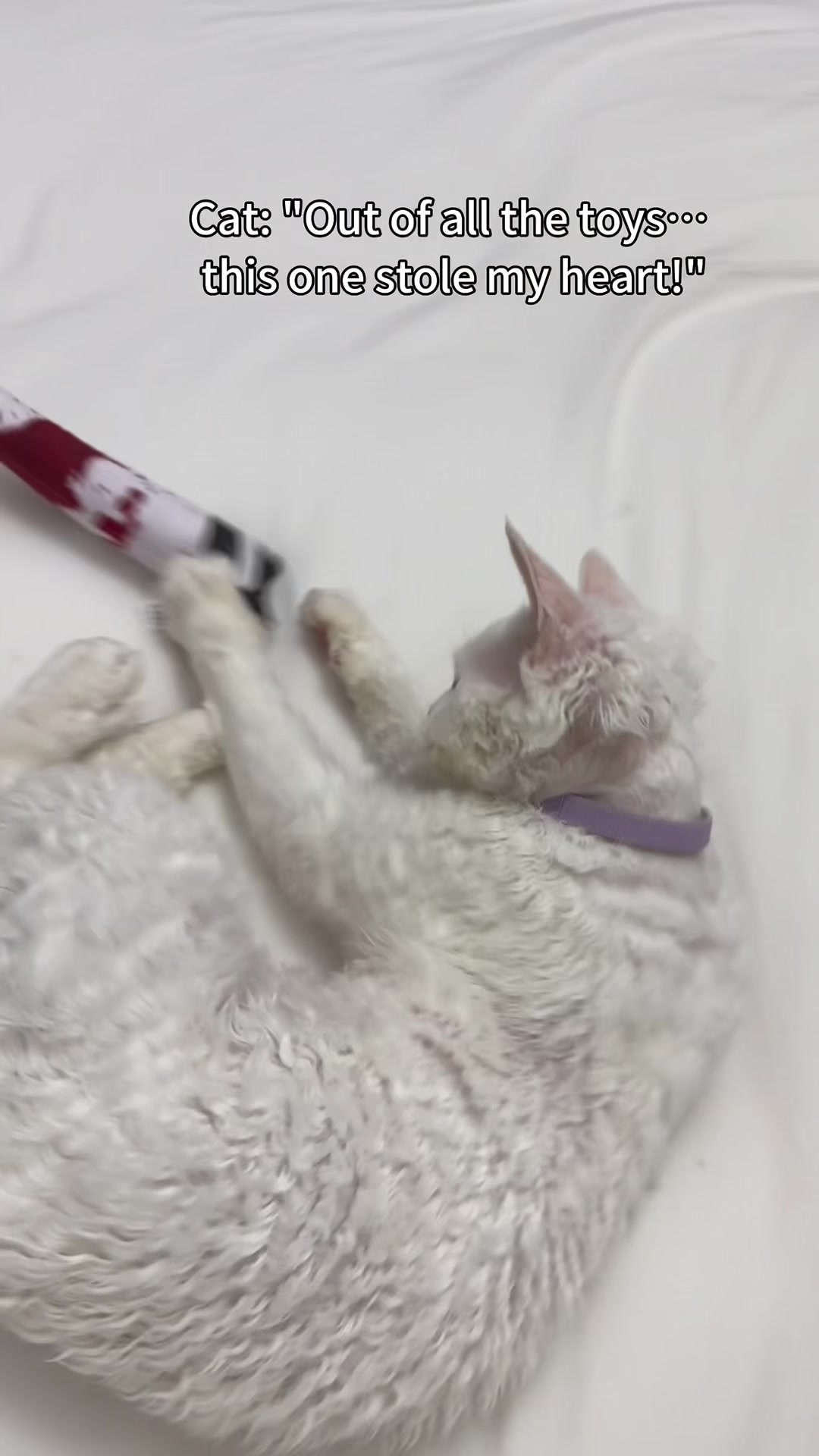 TikTok post by @potaroma_petlife for Potaroma. Caption reads: [...] #chewychattypets #kittensoftiktok @Potaroma....