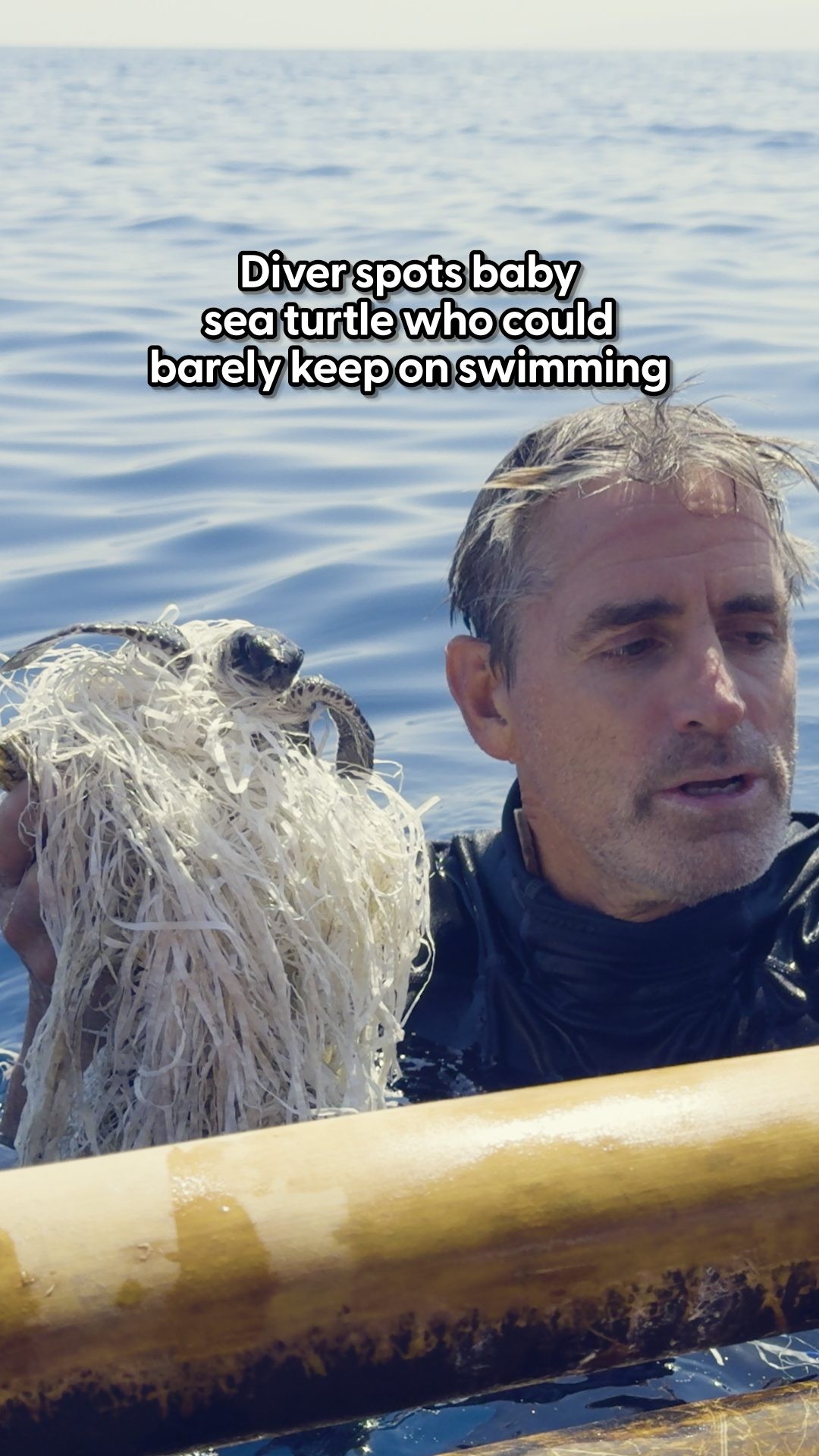 Instagram post by @candace.crespi for The Dodo. Caption reads: The way he flaps his little flipper when he swims....