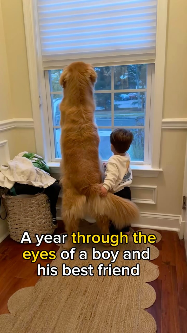 Instagram post by @hudsonbegood for The Dog Agency. Caption reads: So much has changed this past year 🥹❤️from first....