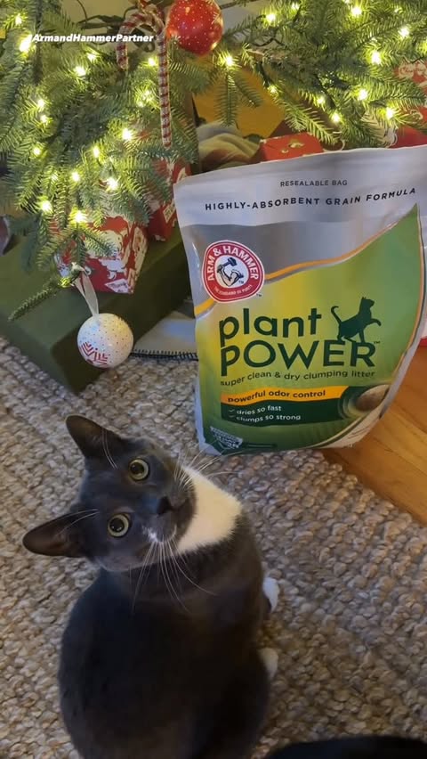 Instagram post by @katenorkeliunas for ARM and HAMMER. Caption reads: Hosting season unlocked: cute home, no smell.....