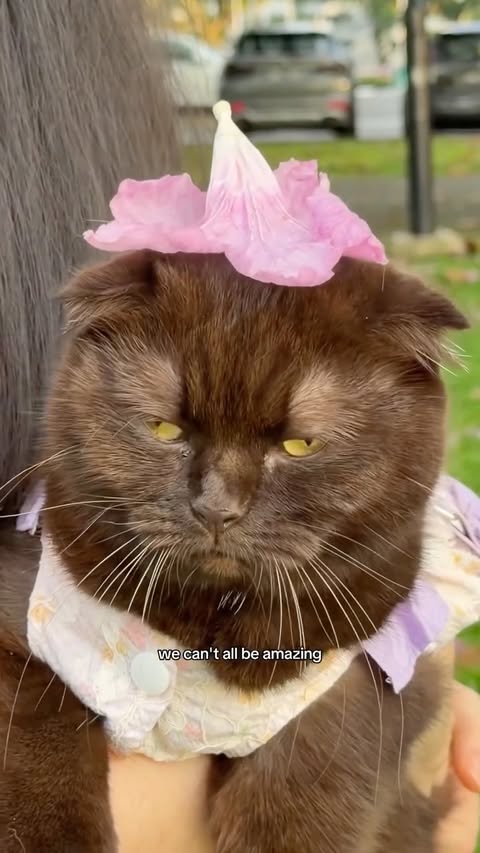 Instagram post by @babysixbeans for NUXE. Caption reads: [...] your pet to enter the #SmoothestDuo giveaway....