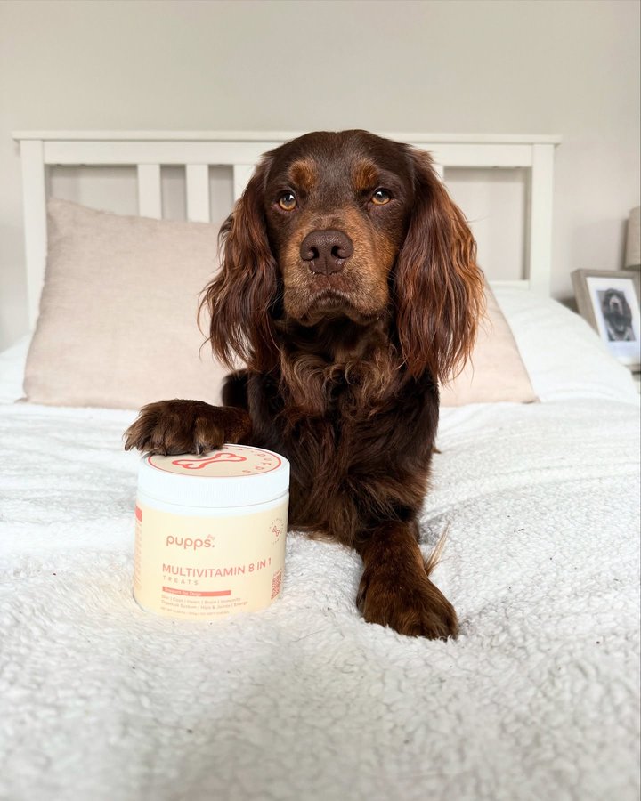 Instagram post by @radleythecocker for Pupps. Caption reads: [...] 

We have been so lucky to try out the....