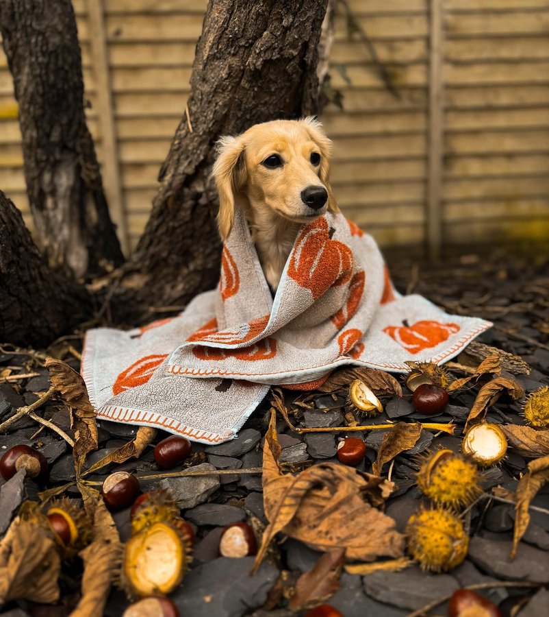 Instagram post by @dapplecoco.and.pearl for Buddycare Grooming. Caption reads: Someone needs a bath ASAP! A good excuse to use....