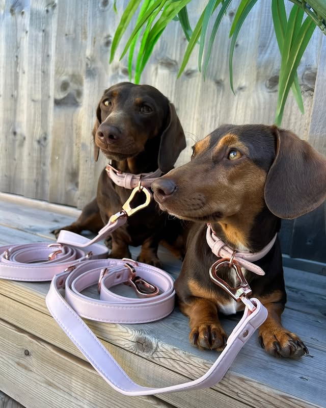 Instagram post by @minidach_marcy_bea for Barc London. Caption reads: [...] collars and multi way leads from @barclondon....