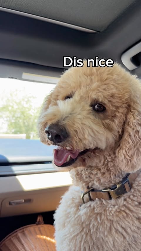 Instagram post by @girlandadoodle for Chewy. Caption reads: [...] flea & tick meds with the help of @chewy....