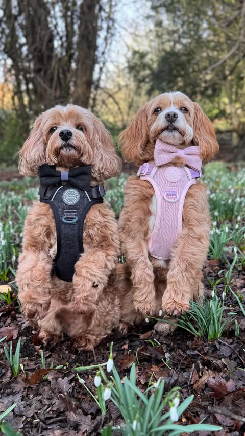 Instagram post by @rodneyandmabel_the_cavapoos for Bailey and Coco. Caption reads: [...] new wedding season tweeds ⛪️ from....
