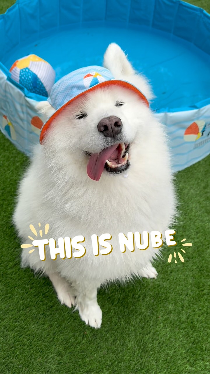 Instagram post by @nubethesamoyed for Petco. Caption reads: #ad This is Nube. And the one thing she loves....