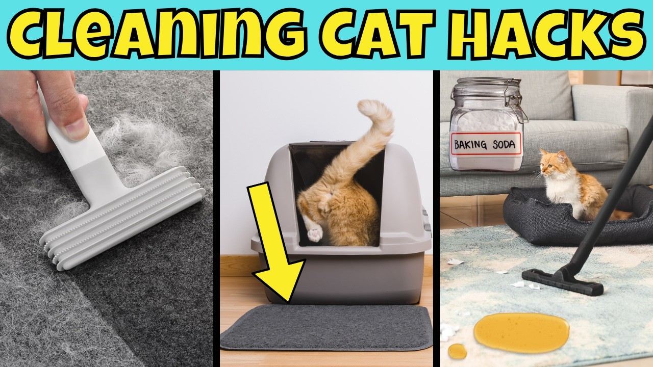 YouTube post by @ThePurringJournal for dancemoon. Caption reads: [...] ⬇️⬇️⬇️ *** PAWSOME PRODUCTS ⬇️⬇️⬇️ ⭐️....