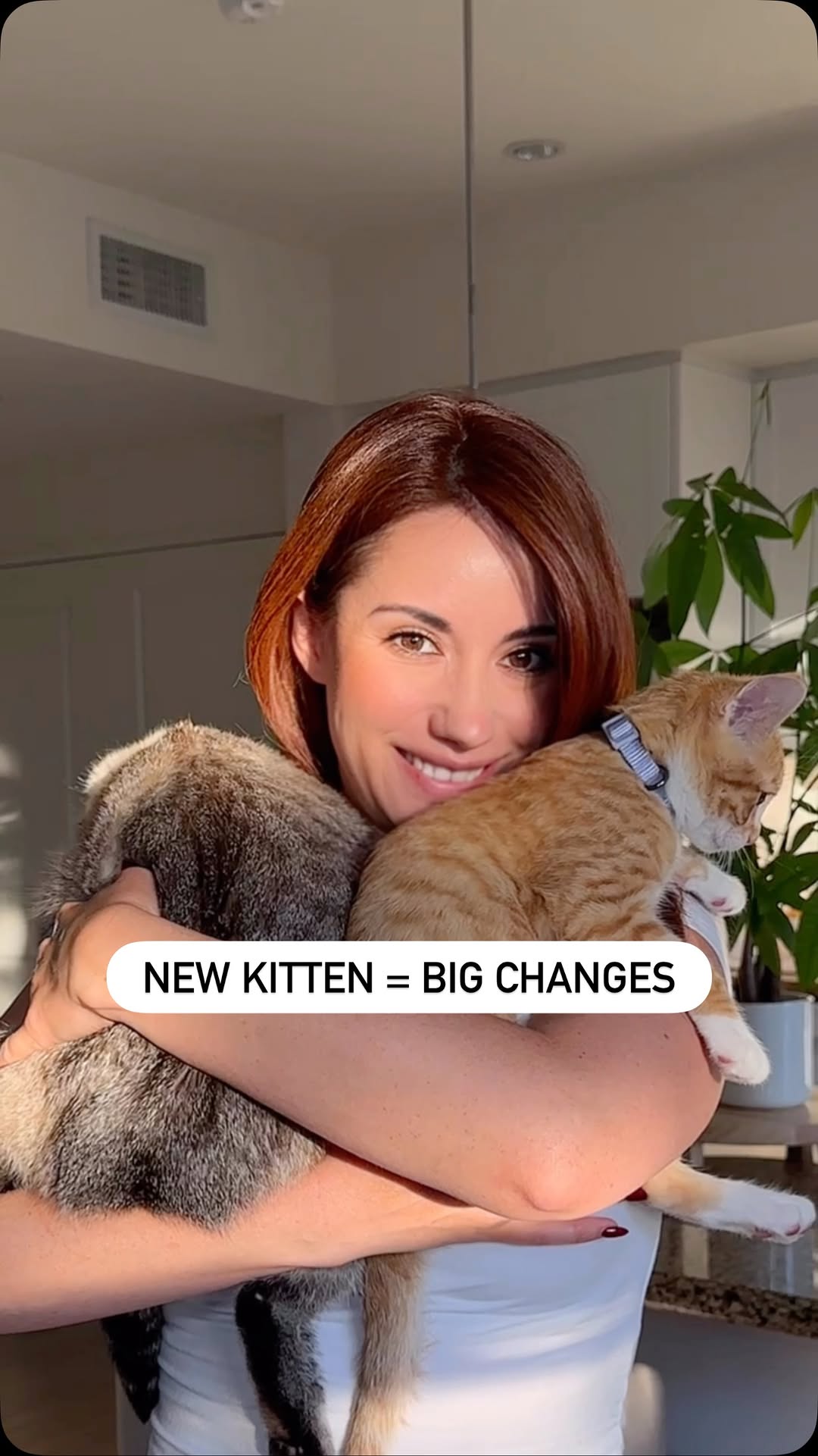 Instagram post by @gigixmeow for Wellness Pet Food. Caption reads: September is Happy Healthy Cat Month and we’re....