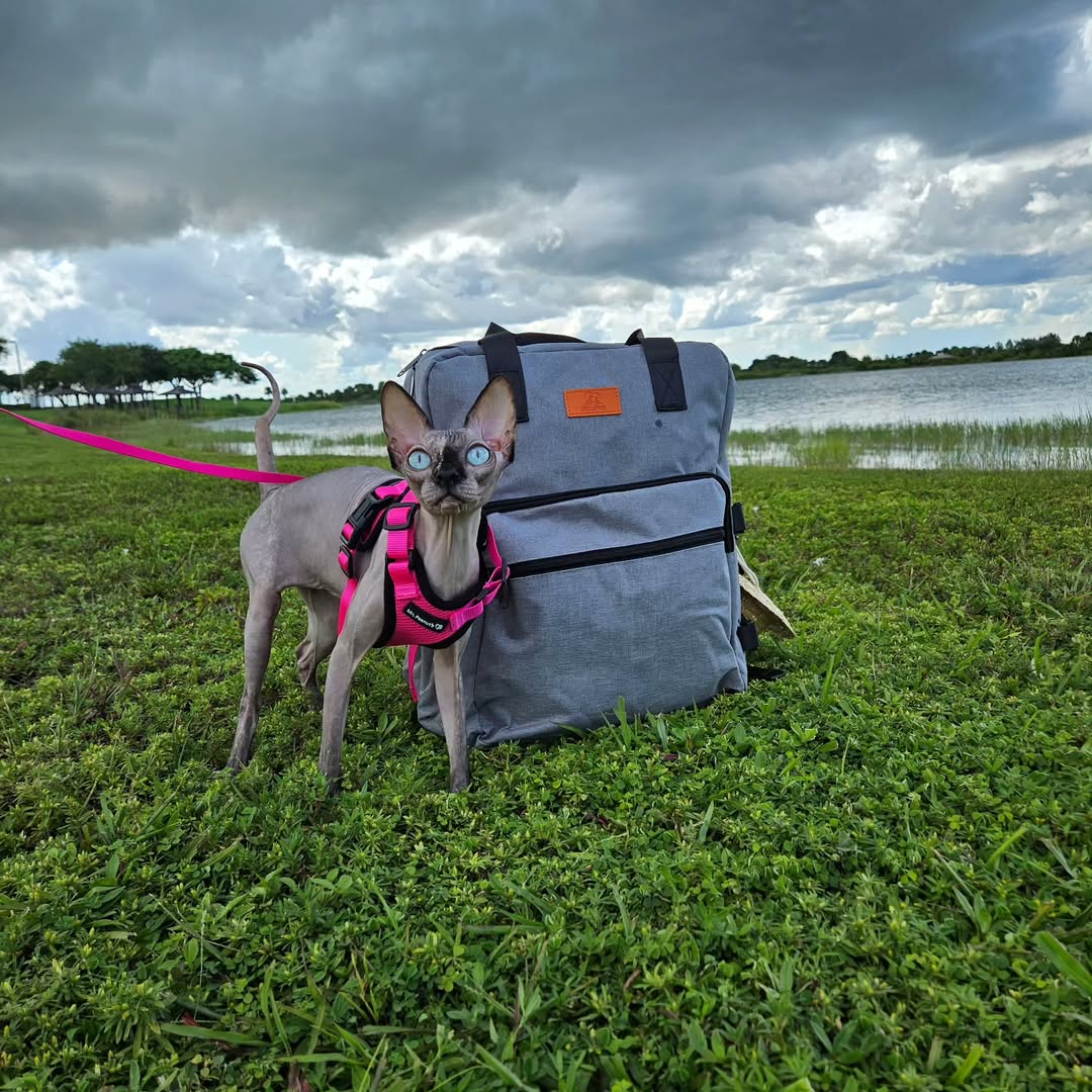 Instagram post by @sphynx.cats for Delomo. Caption reads: Pet Travel Bag 25L from @DELOMO Follow the....