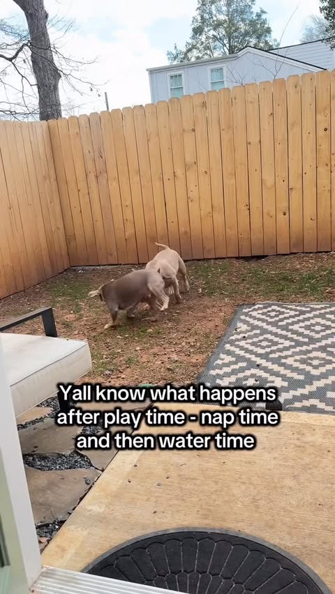 Instagram post by @zoeandtheboyz for PetSnowy. Caption reads: [...] snoop will drink ALLL the water okay!....