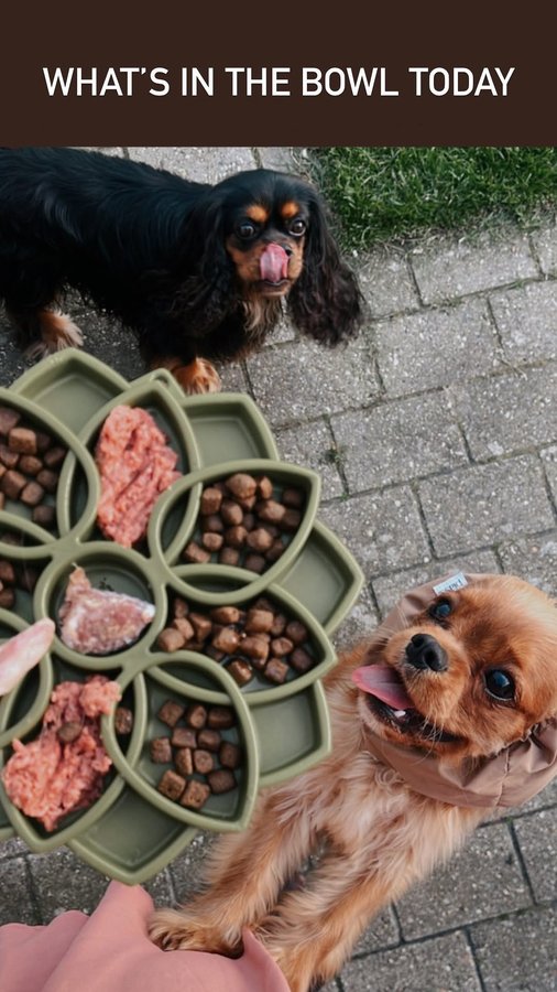 Instagram post by @cutecosmo_thecavalier for ESSENTIAL FOODS. Caption reads: What’s in the Bowl today? Advert | @hundeparadiset....
