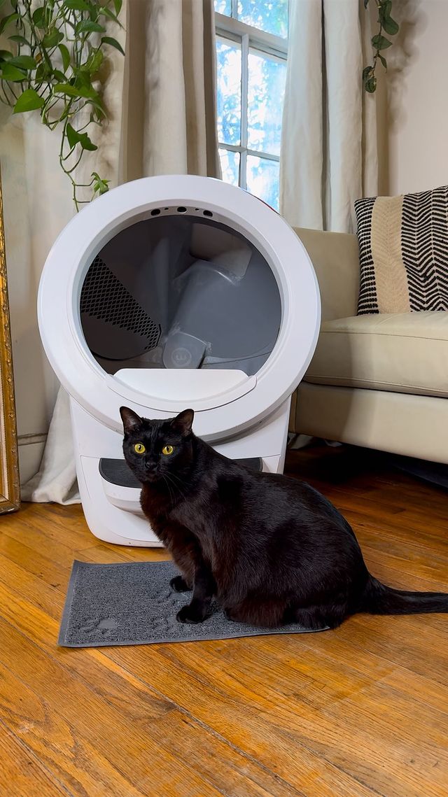 Instagram post by an influencer for Litter-Robot by Whisker. Caption reads: The hardest part of being a cat 🐈‍⬛ lover was NOT....