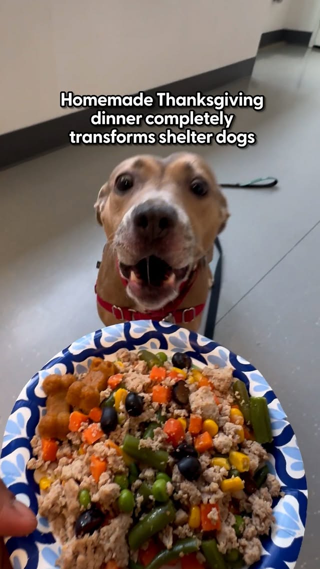 Instagram post by @animalhaven for The Dodo. Caption reads: Dodo Producer Chelsi made home-cooked meals for....