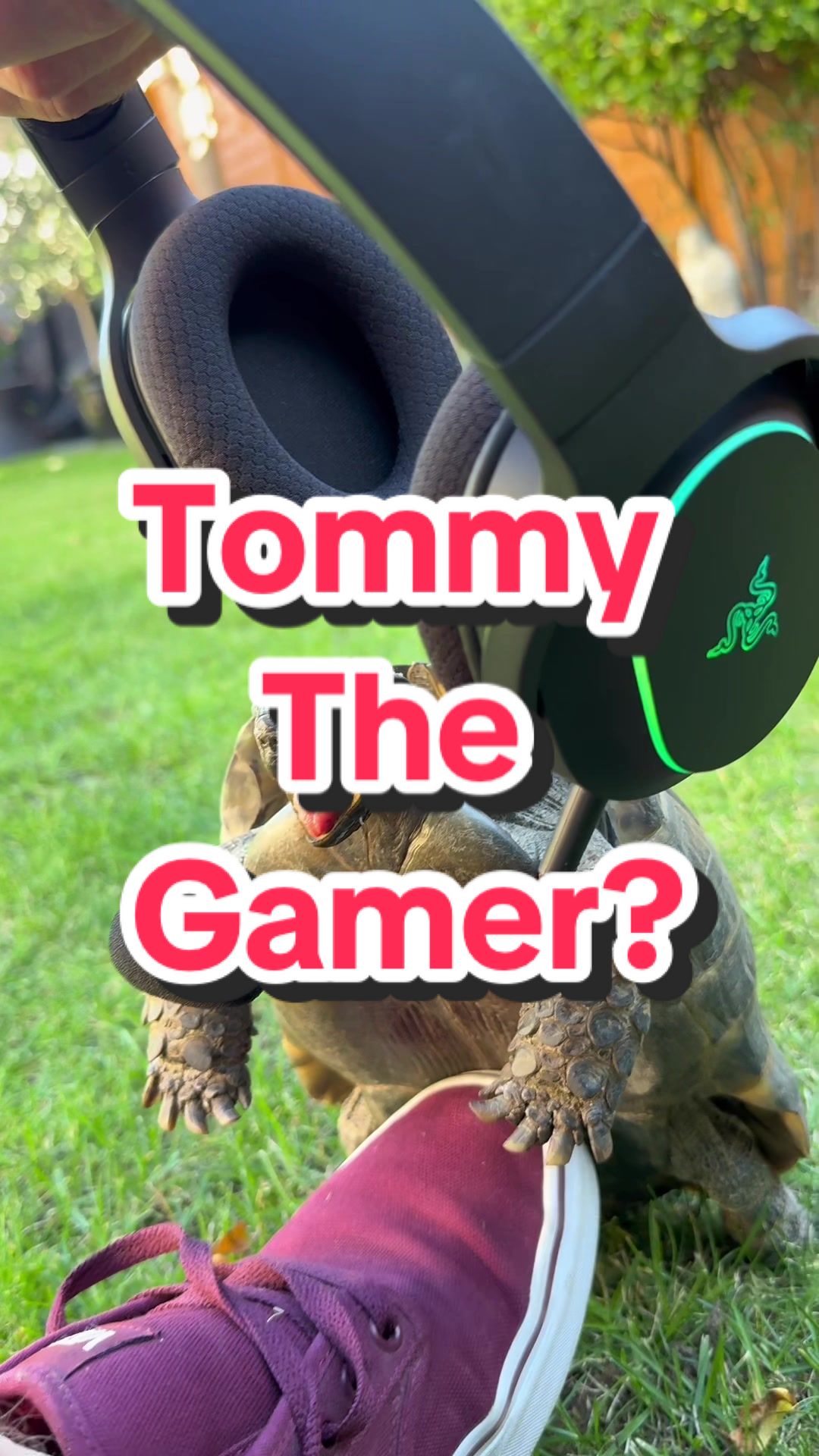 TikTok post by @phatonions for Razer. Caption reads: Tommy the gamer? Featuring the @Razer Barracuda X....