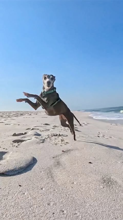 Instagram post by @michelleskyhayward for GoPro. Caption reads: [...] who loves to run? Capture it all on the....