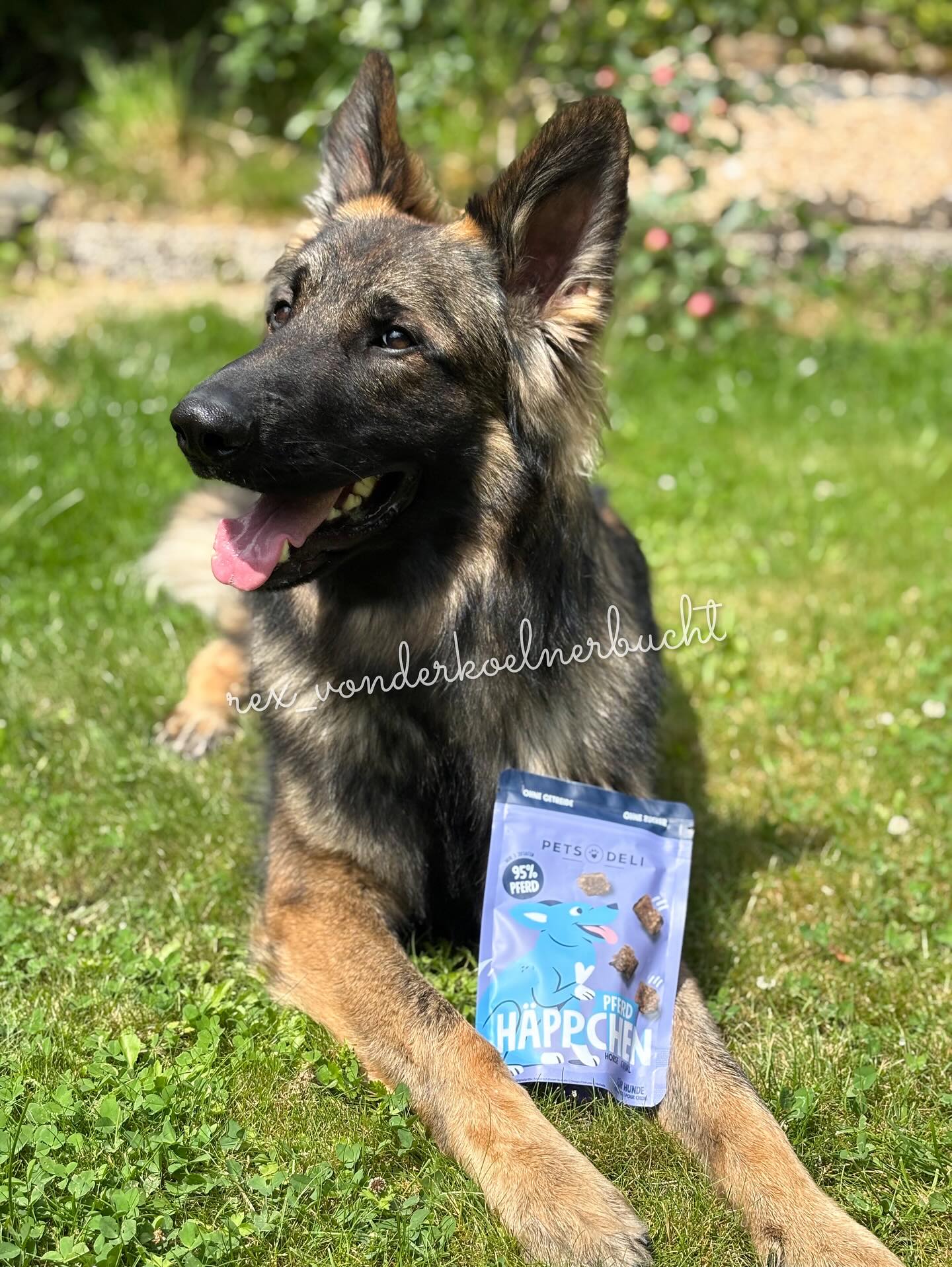 Instagram post by @rex_vonderkoelnerbucht for Maratan. Caption reads: „Ich sag’s euch ganz ehrlich… Ich lieg hier nur....