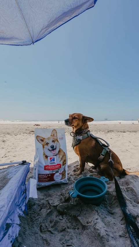 Instagram post by @modernfamilynextdoor for Hill's Pet Nutrition. Caption reads: #HillsPartner #Ad From the streets of Mexico to....