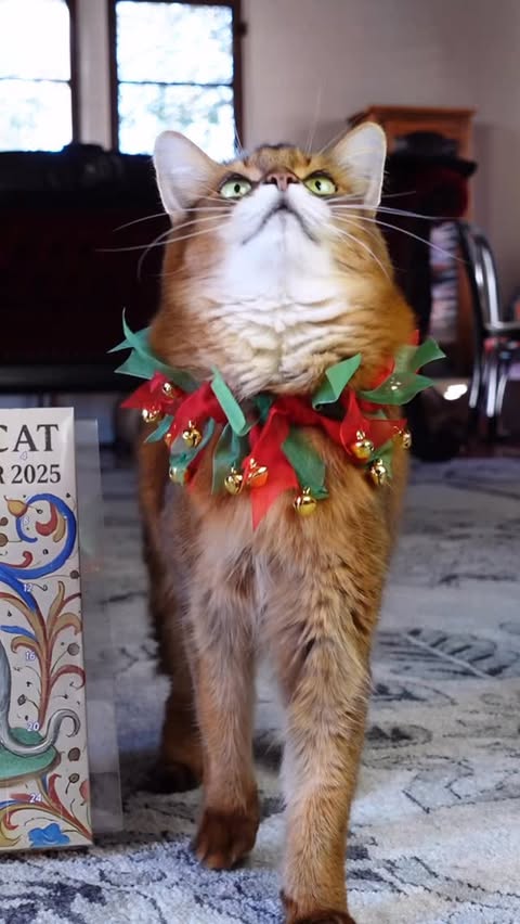 Instagram post by @summerstravels for Cameo. Caption reads: Was day 4 of this Medieval Cat Advent Calendar....