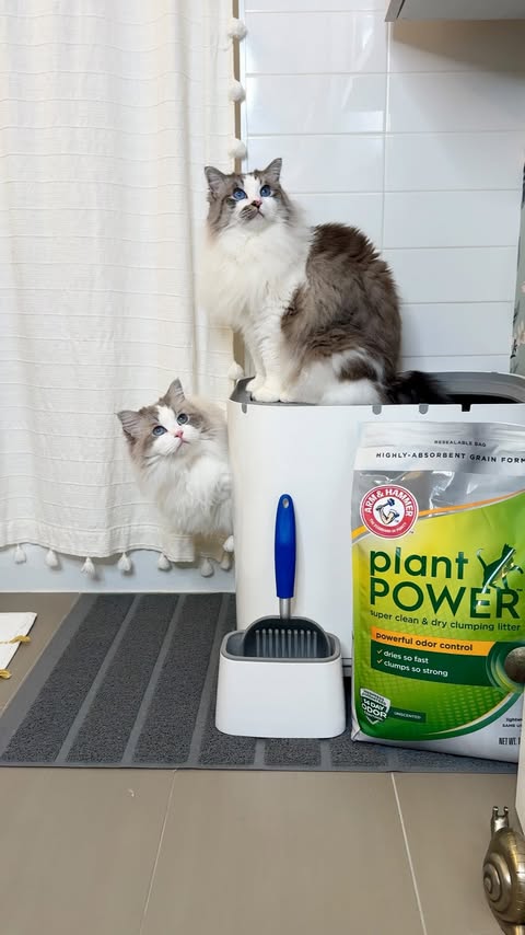 Instagram post by @sirgeorge for Arm & Hammer. Caption reads: All the girl cats (and boy cats too) are using....
