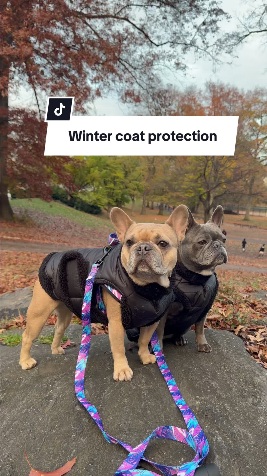 TikTok post by @lavenderlattekaylin for Dog is Human. Caption reads: [...] need a little more protection? I use @Dog is....