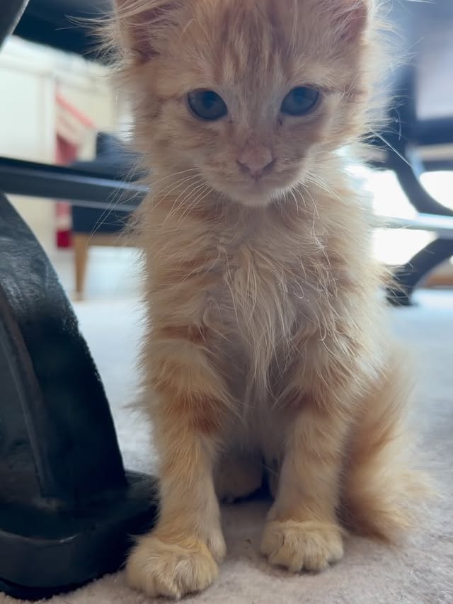 Instagram post by @teenykittenfosters for The Dodo. Caption reads: [...] @milodogsandcats . @teenykittenfosters....