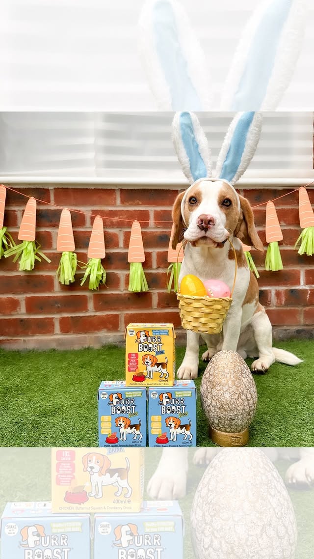 Instagram post by @iameddiethebeagle for Furr Boost. Caption reads: [...] … 🐉🐾🐉🐾🐉🐾🐉🐾🐉🐾🐉🐾🐉🐾🐉🐾🐉🐾....