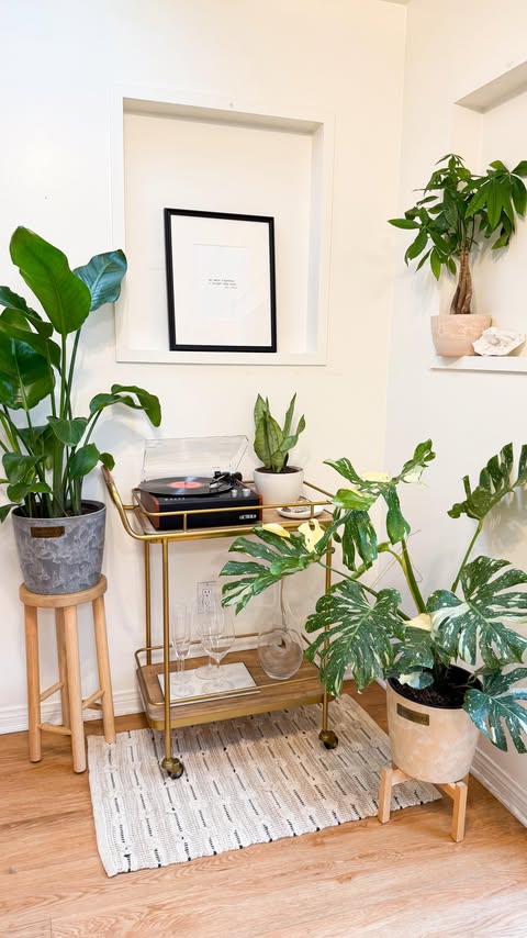 Instagram post by @iamclaudiaq for Lively Root. Caption reads: [...] plants transform a space 🤗

Shop....