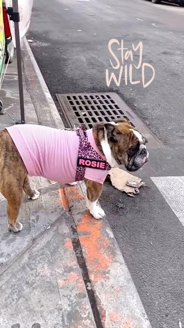 Instagram post by @happy_rosie_paws for Bullhug. Caption reads: [...] Chronicles: Feeling wild about my new....