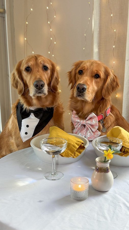 Instagram post by @itsatlasthegolden for Instinct Pet Food. Caption reads: [...] for her first ✨fancy dinner✨🤭 #ad....