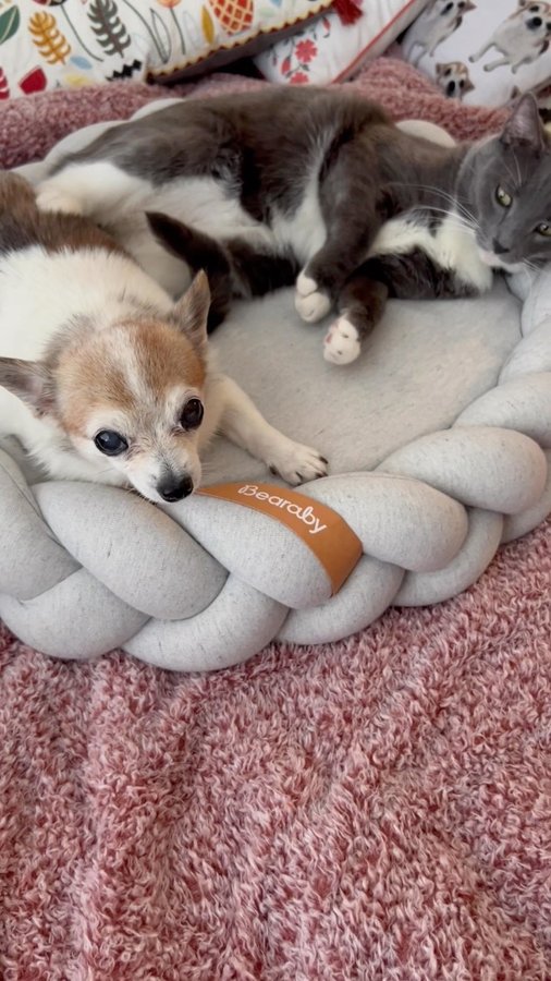 Instagram post by @lil.hobbs for Bearaby. Caption reads: I got a medium sized @mybearaby Pupper Pod because....