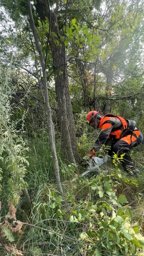Instagram post by @dustylumberco for STIHL. Caption reads: [...] of clearing out all the dead brush with....
