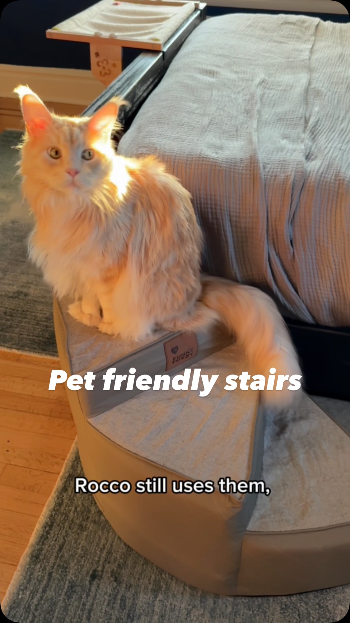 Instagram post by @rocco_and_the_kitty_cats for FunnyFuzzy. Caption reads: Seeing our sweet cat go through this was so hard.....