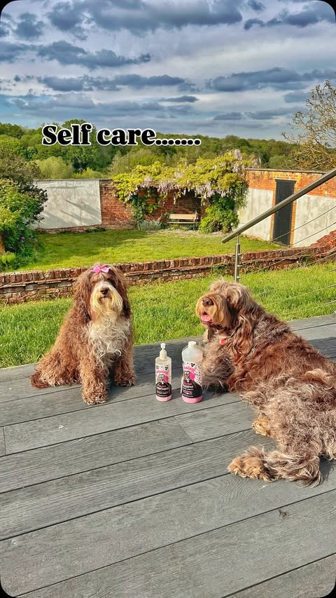 Instagram post by @betsi_bear_the_cockapoo for Bugalugs Pet Care. Caption reads: [...] with gorgeous Baby Fresh from....