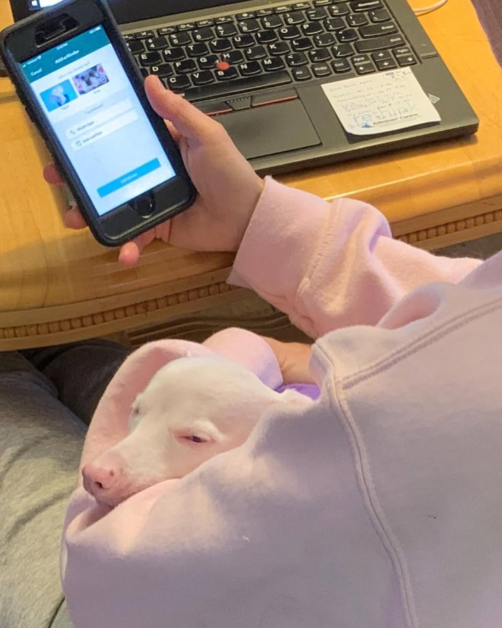 Instagram post by @pinkpigletpuppy for The Dog Agency. Caption reads: Keeping track of our tiny pink celebrity’s....