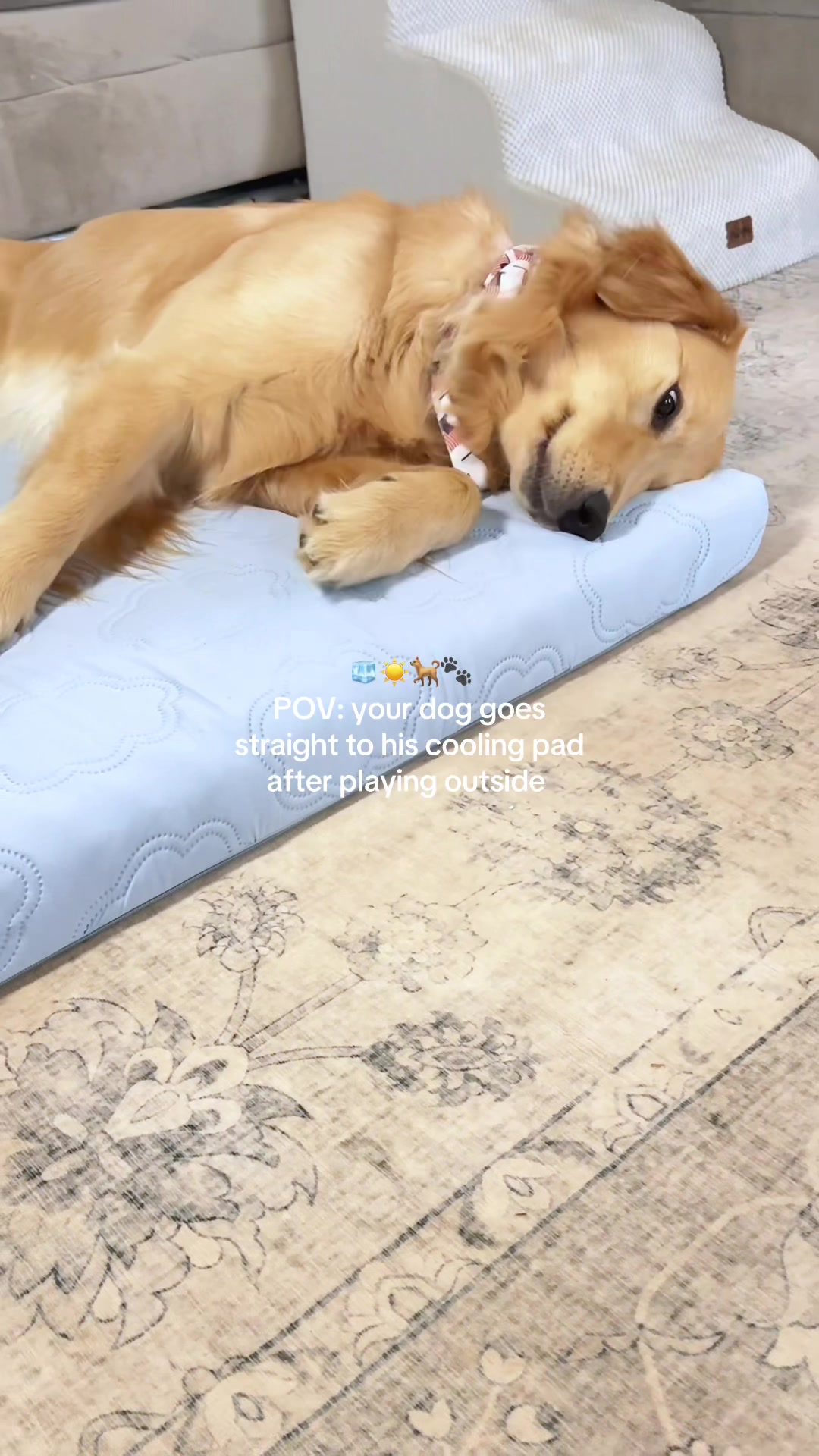 TikTok post by @josilbrooks for Lesure Pet. Caption reads: [...] loves laying on his dog cooling pad @Lesure....