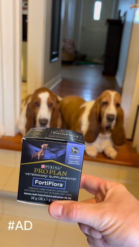 Instagram post by @chuck_thebasset for PetSmart. Caption reads: [...] Pro Plan veterinary supplements at....
