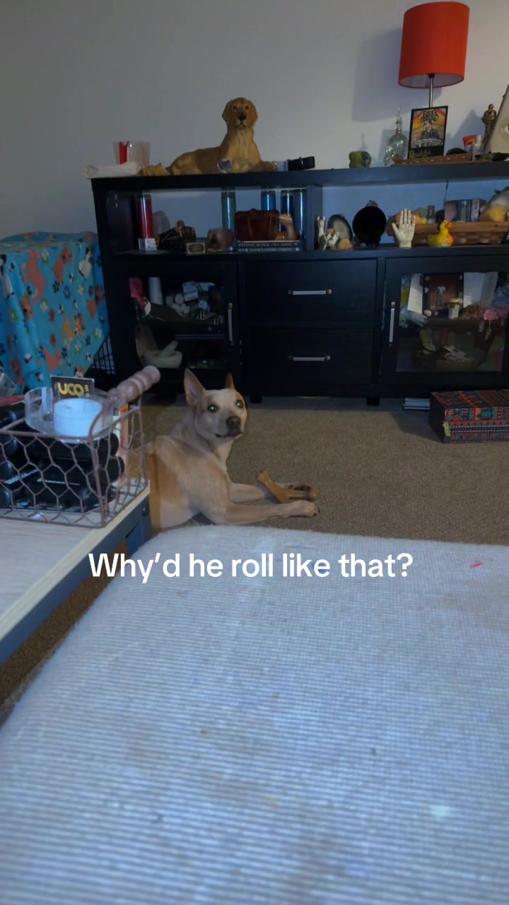 TikTok post by @polloandtarot for Benebone. Caption reads: Him backing up at the end too🤣🤣🤣💀 @Benebone....