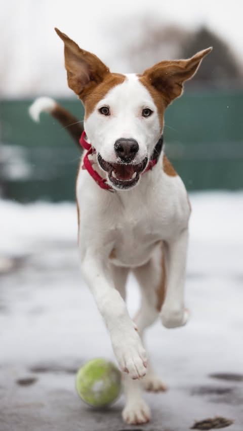 Instagram post by @4evertails for Earth Rated. Caption reads: They call me Creed.

I take my belly taxes very....