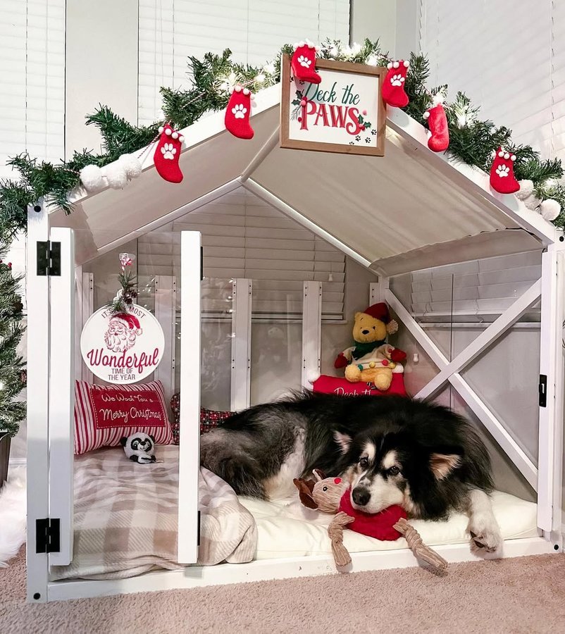 Instagram post by @jackson.the.malamute for – Wlo Store. Caption reads: Giveaway closed! Congratulations @griffeythemndog....