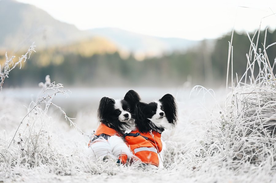 Instagram post by @ofsilkwings for Pomppa Dogwear. Caption reads: [...] 🎁 
AD| How about adding a few more....