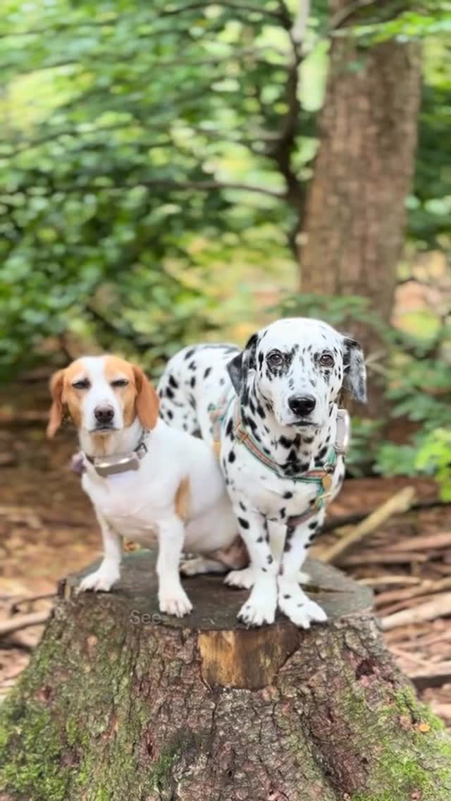 Instagram post by @dino.and.ruby for Tractive. Caption reads: There’s nothing spookier than getting lost!....