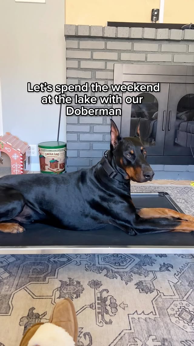 Instagram post by @diesel_dobie for K9 Ballistics. Caption reads: [...] and Chew Proof Mesh Dog bed from....