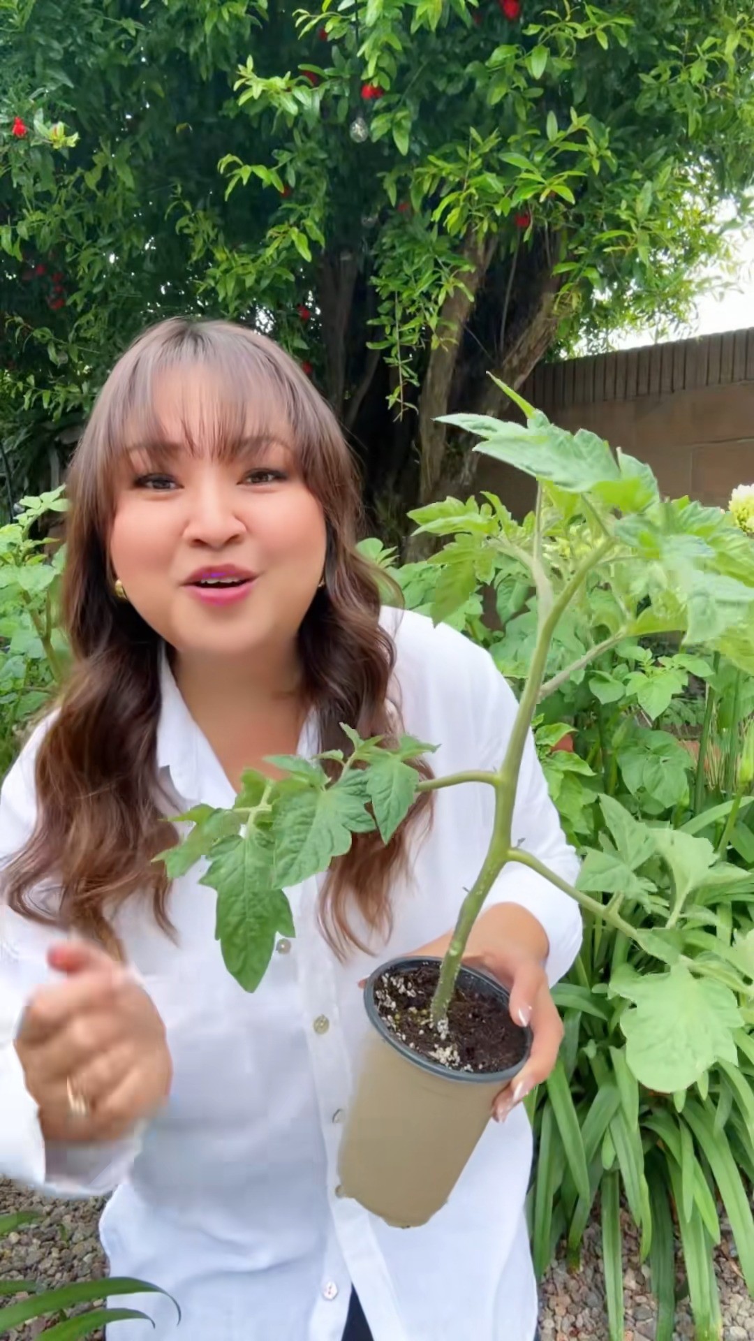 Instagram post by @sandra.urbangarden for Vego Garden. Caption reads: @sandra.urbangarden is here to tell you all about....