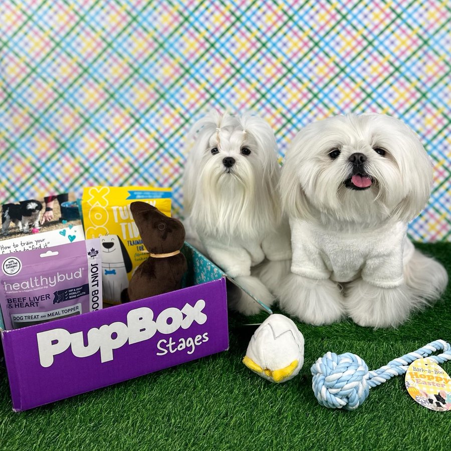 Instagram post by @tinyspikeymikey for PupBox. Caption reads: We love our Easter Pupbox 🐣🐰 It came with my....