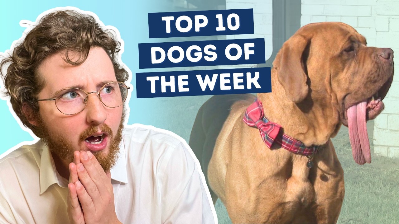 YouTube post by @dog_rates for Hertz. Caption reads: This Dog Just Broke A World Record.