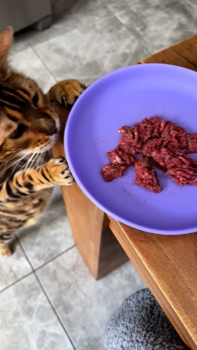 Instagram post by @george_the_bengal_cat for Big Country Raw. Caption reads: The fur babies enjoying their breakfast on the....